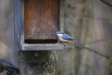 A nuthatch sits at the feed house