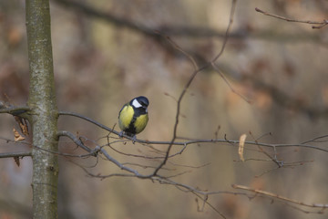 A great tit sits in the branches of a bare tree