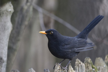 a blackbird with yellow beak sits in front of a fence