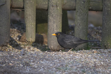 a blackbird with yellow beak sits in front of a fence
