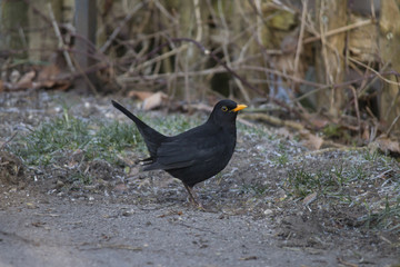 a blackbird with yellow beak sits in front of a fence