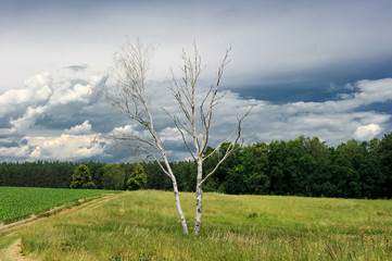 Fototapeta na wymiar Landschaft mit Birke