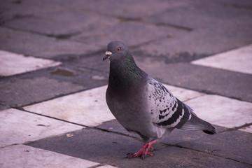 Rock dove walking
