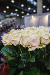 Roses of pink and green modern varieties in a bouquet as a gift. Background. Close up. Selective focus.