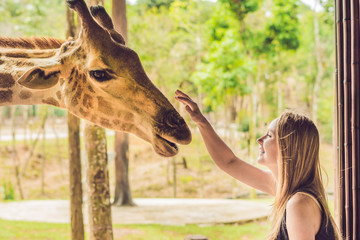 Happy young woman watching and feeding giraffe in zoo. Happy young woman having fun with animals...