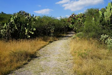 A pathway through dry tropical grove with prickly pear plants