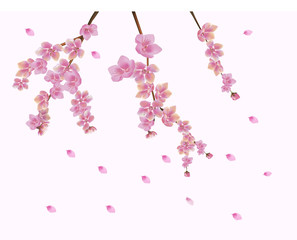 Vector Spring. All wakes up, flowers sakura blossom. Postcard .