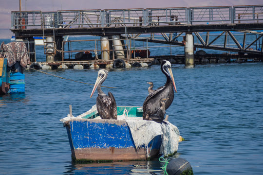 Pelicans resting in a boat in Paracas, Peru