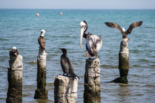 Pelican and other birds standing in the coast of Paracas
