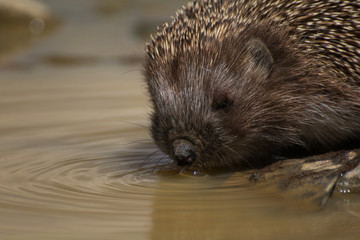 Hedgehog drinking water
