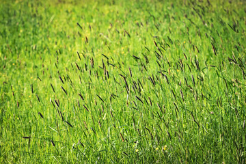 seasonal background with green grass
