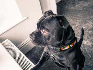 strong handsome black staffordshire bull terrier dog standing looking out of a window. his is alert and concentrating lit by natural light