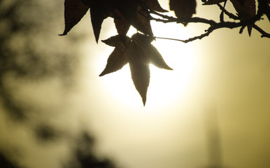 Sunset Leaf