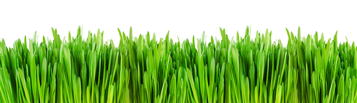 Fresh green grass edge