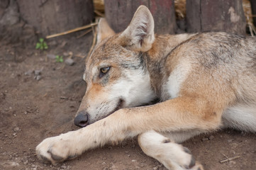Lazy wolf puppy