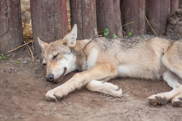 Lazy wolf puppy