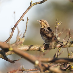 northern wryneck