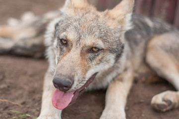 Lazy wolf puppy
