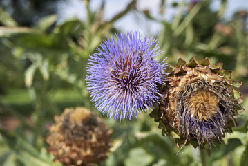 Cynara cardunculus