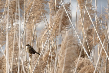 a small sparrow in the canebrake on the lake