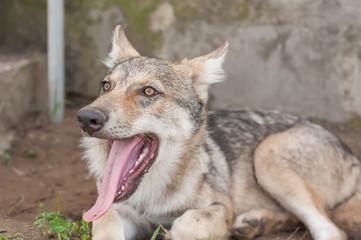 Lazy wolf puppy