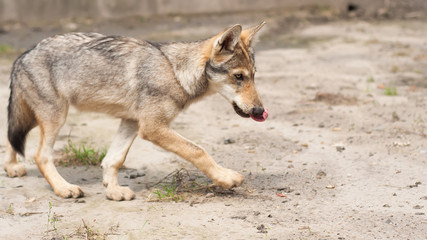 European wolf puppy.