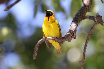 żółty ptak wikłacz afrykański  siedzący na gałęzi w słoneczny dzień