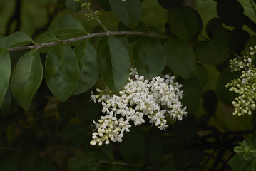 Ligustrum vulgare