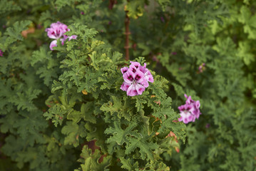 Pelargonium