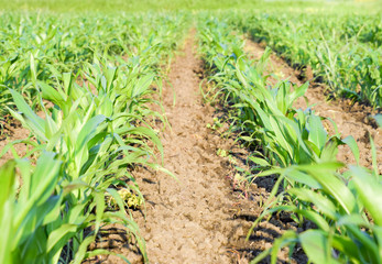 Naklejka premium Young green corn on the field. Corn field in the spring. Growing