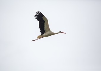 A white stork is flying over a field in Germany during summer time with cloudy weather