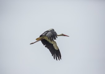 A white stork is flying over a field in Germany during summer time with cloudy weather