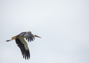 A white stork is flying over a field in Germany during summer time with cloudy weather