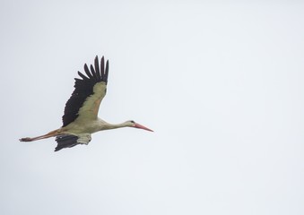 A white stork is flying over a field in Germany during summer time with cloudy weather