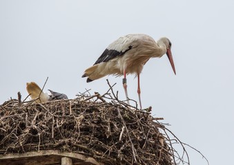 White storks sitting in its nest on a roof in Germany during summer time