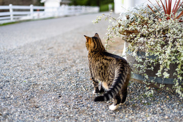 Farm cat looking out over a gravel driveway and white fenced pasture
