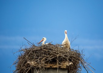 White storks sitting in its nest on a roof in Germany during summer time