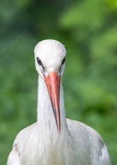 Close up picture of a white stork in Germany
