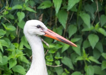 Close up picture of a white stork in Germany