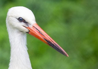 Close up picture of a white stork in Germany