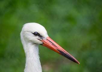 Close up picture of a white stork in Germany