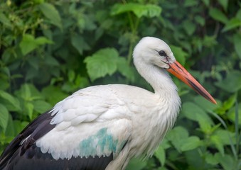 Close up picture of a white stork in Germany