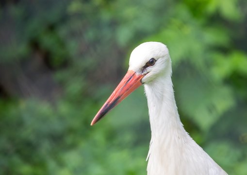 Close up picture of a white stork in Germany