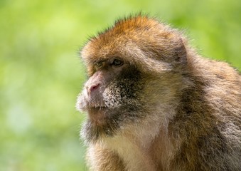 Picture of playing and eating barbary macaques on a meadow during summertime