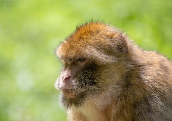 Picture of playing and eating barbary macaques on a meadow during summertime