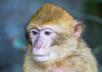 Picture of playing and eating barbary macaques on a meadow during summertime