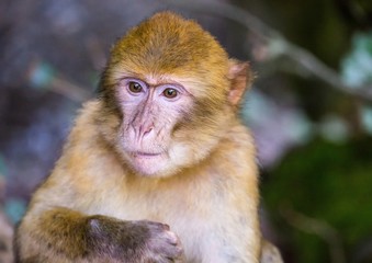 Picture of playing and eating barbary macaques on a meadow during summertime