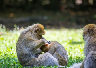 Picture of playing and eating barbary macaques on a meadow during summertime