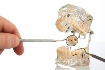 Fototapeta na wymiar Dentist with jaw model and dental mirror on white background, closeup. Student learning teaching model showing teeth, roots, gums, gum disease, tooth decay and plaque.