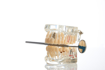 Fototapeta na wymiar Dental jaw model with dental mirror isolated on white background with copy space, close-up. 